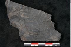 Foto (Detailansicht) von Callipteris sp.  (NHMW-GEO-2024-0188-10921)